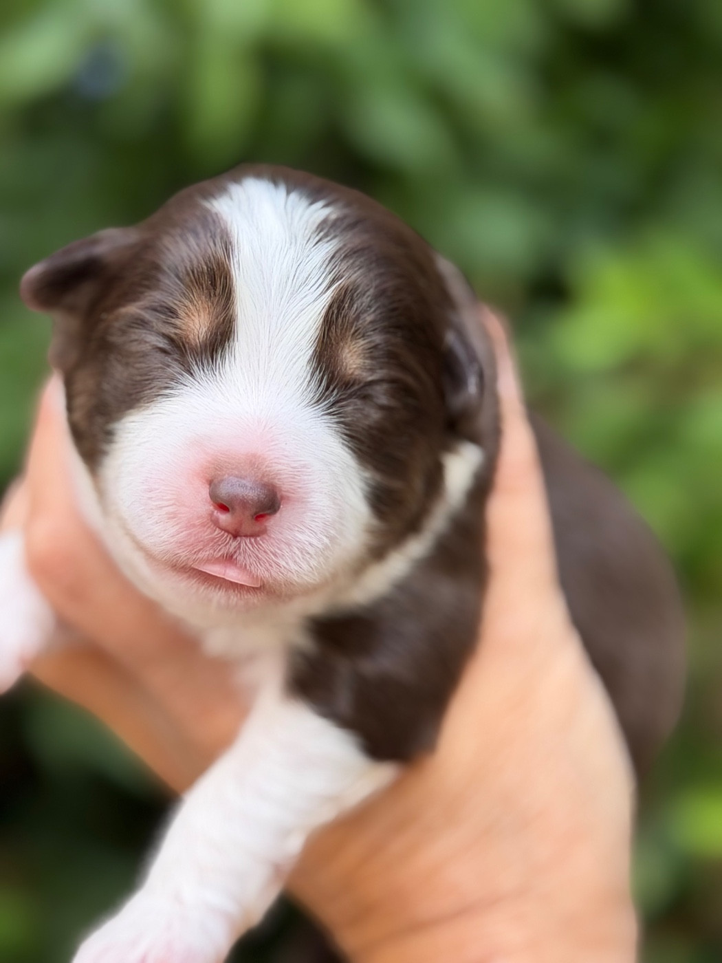 Des Plaines De Barbizon - Chiots disponibles - Berger Américain Miniature 