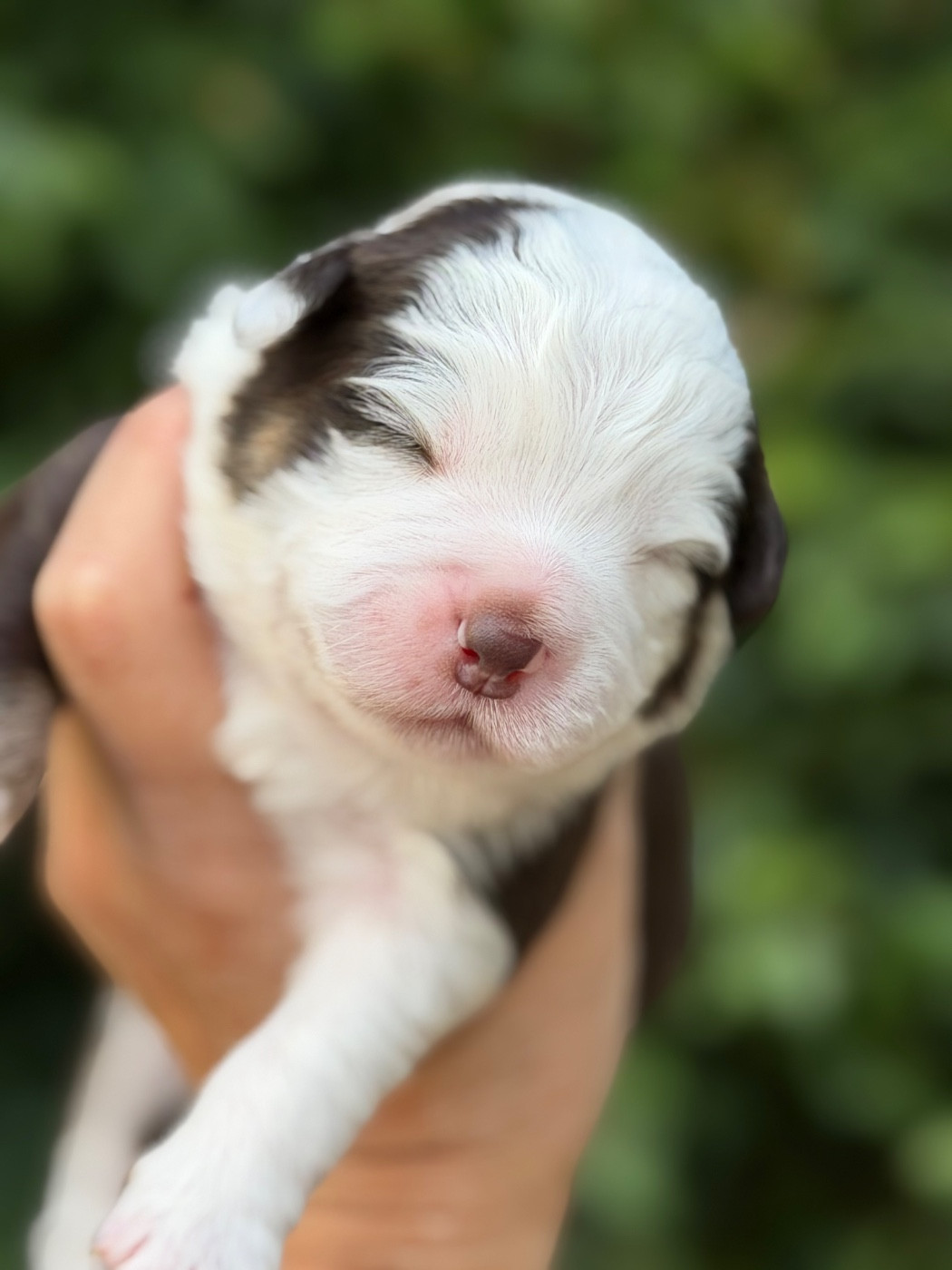 Des Plaines De Barbizon - Chiots disponibles - Berger Américain Miniature 