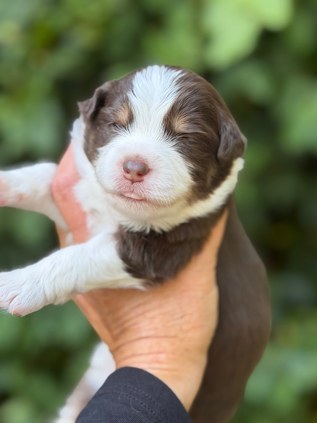 Des Plaines De Barbizon - Chiots disponibles - Berger Américain Miniature 