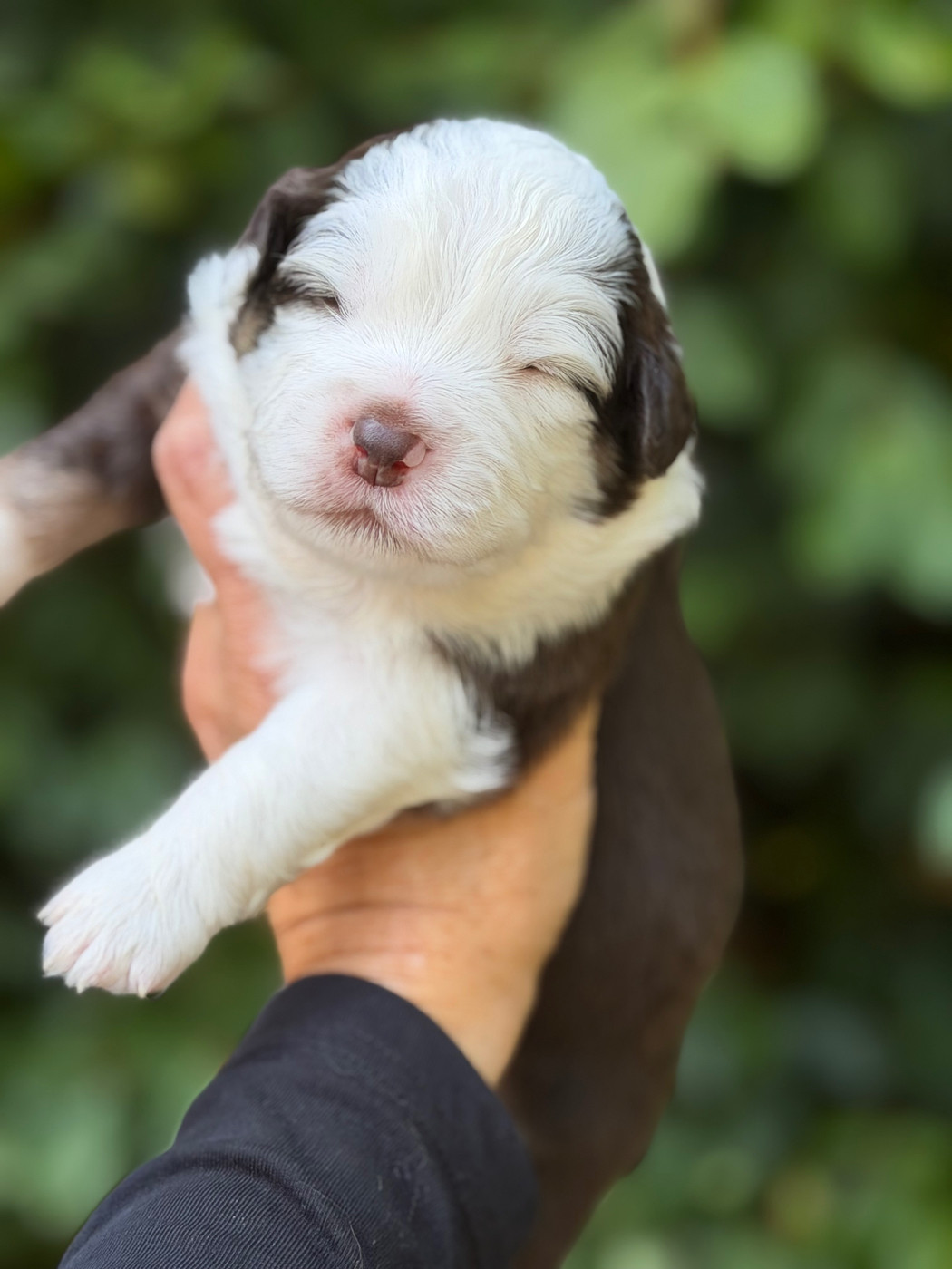 Des Plaines De Barbizon - Chiots disponibles - Berger Américain Miniature 