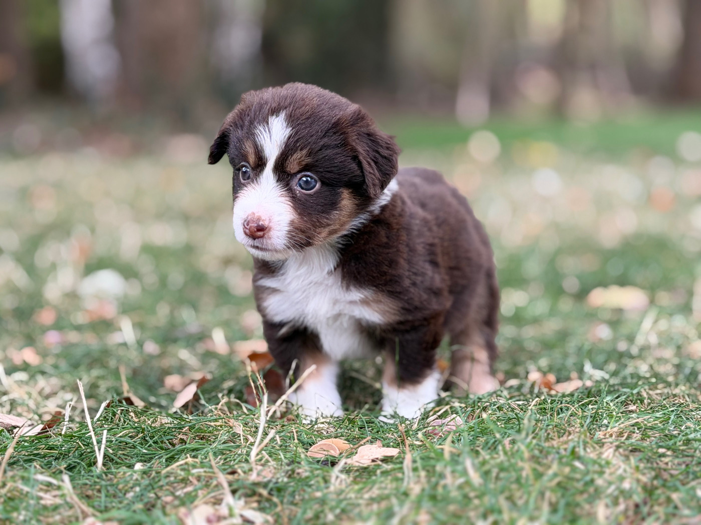 Des Plaines De Barbizon - Chiots disponibles - Berger Américain Miniature 