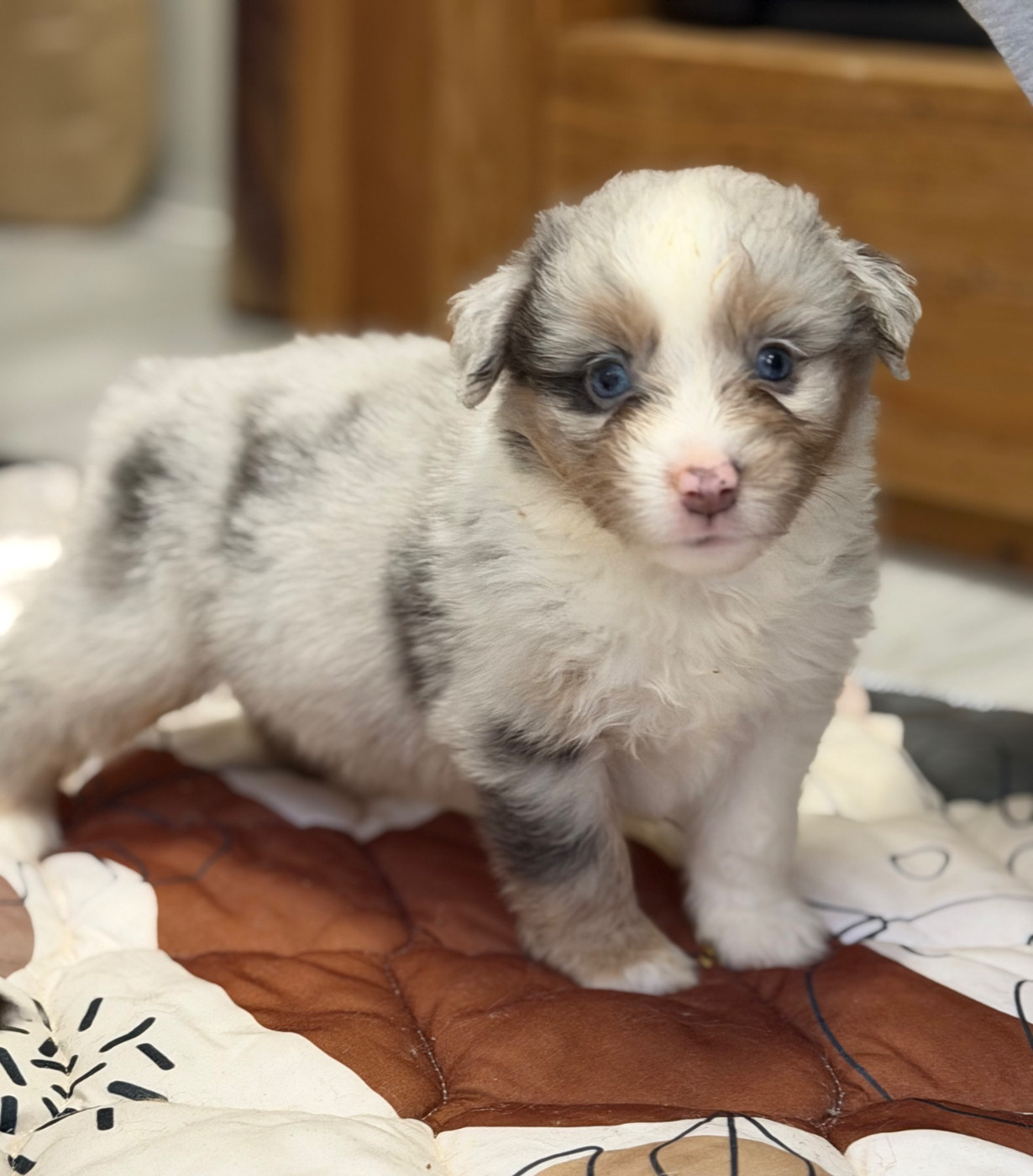 Des Plaines De Barbizon - Chiots disponibles - Berger Américain Miniature 