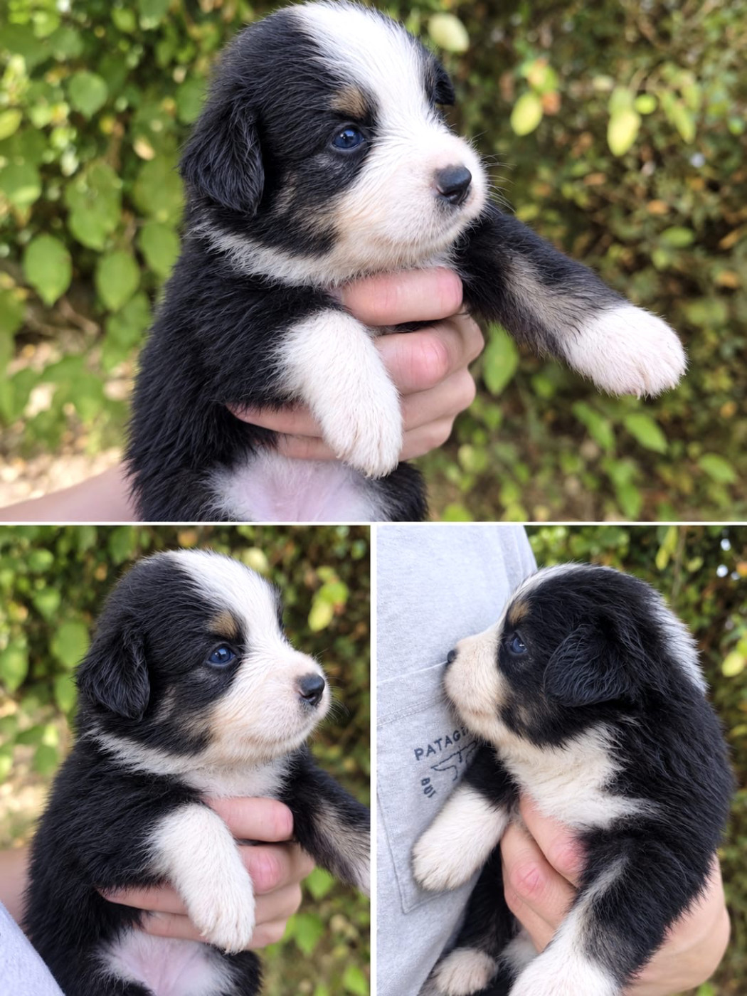Des Plaines De Barbizon - Chiots disponibles - Berger Américain Miniature 
