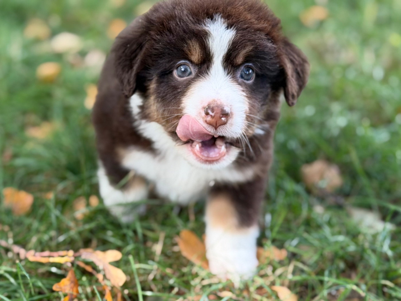 Des Plaines De Barbizon - Chiots disponibles - Berger Américain Miniature 