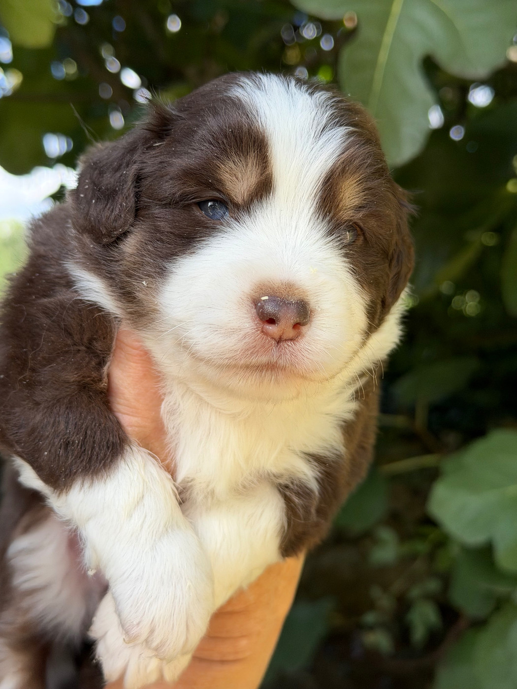 Des Plaines De Barbizon - Chiots disponibles - Berger Américain Miniature 