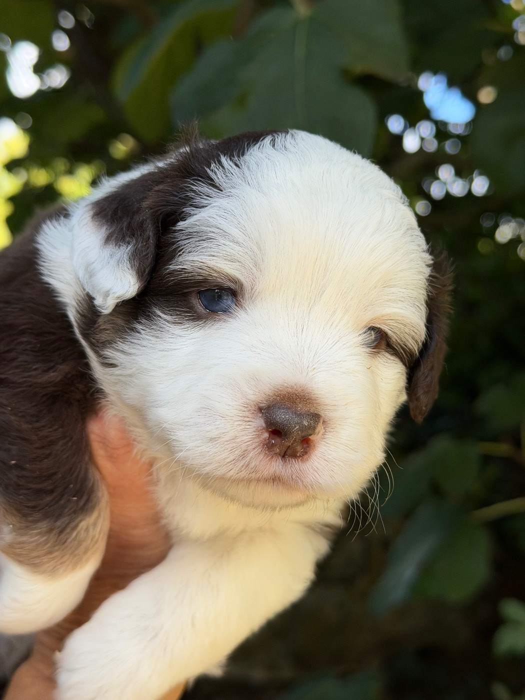 Des Plaines De Barbizon - Chiots disponibles - Berger Américain Miniature 