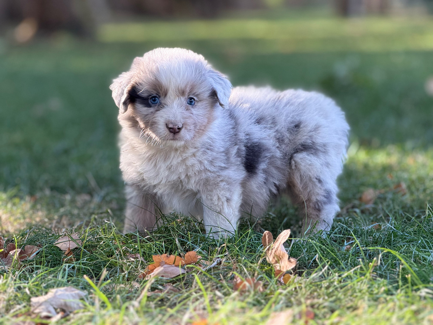 Des Plaines De Barbizon - Chiots disponibles - Berger Américain Miniature 