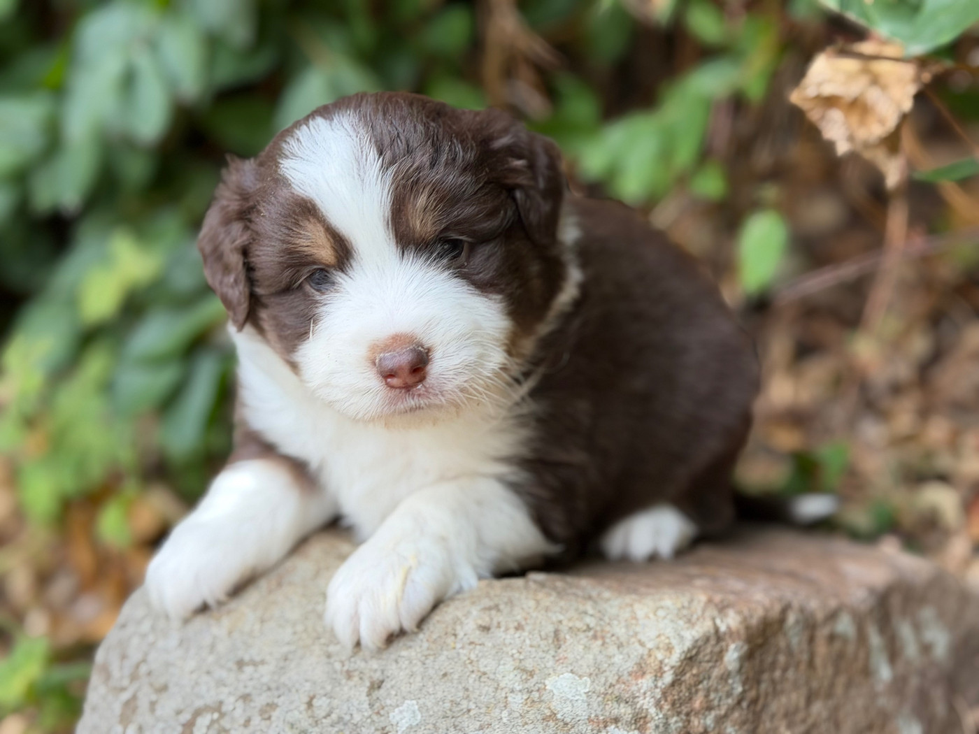 Des Plaines De Barbizon - Chiots disponibles - Berger Américain Miniature 