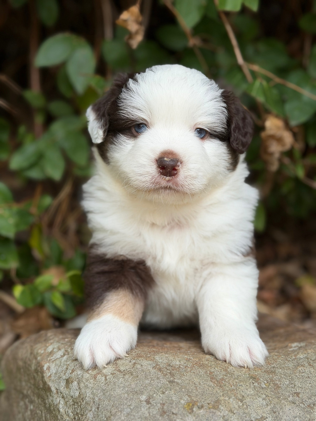Des Plaines De Barbizon - Chiots disponibles - Berger Américain Miniature 