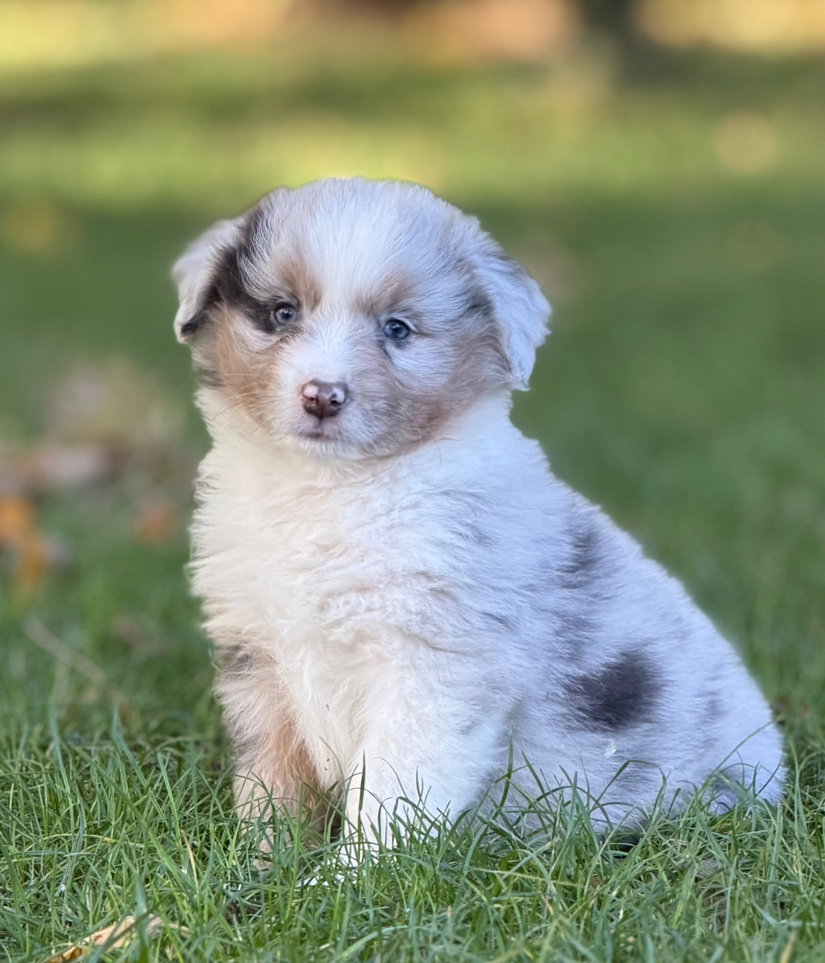 Des Plaines De Barbizon - Chiots disponibles - Berger Américain Miniature 