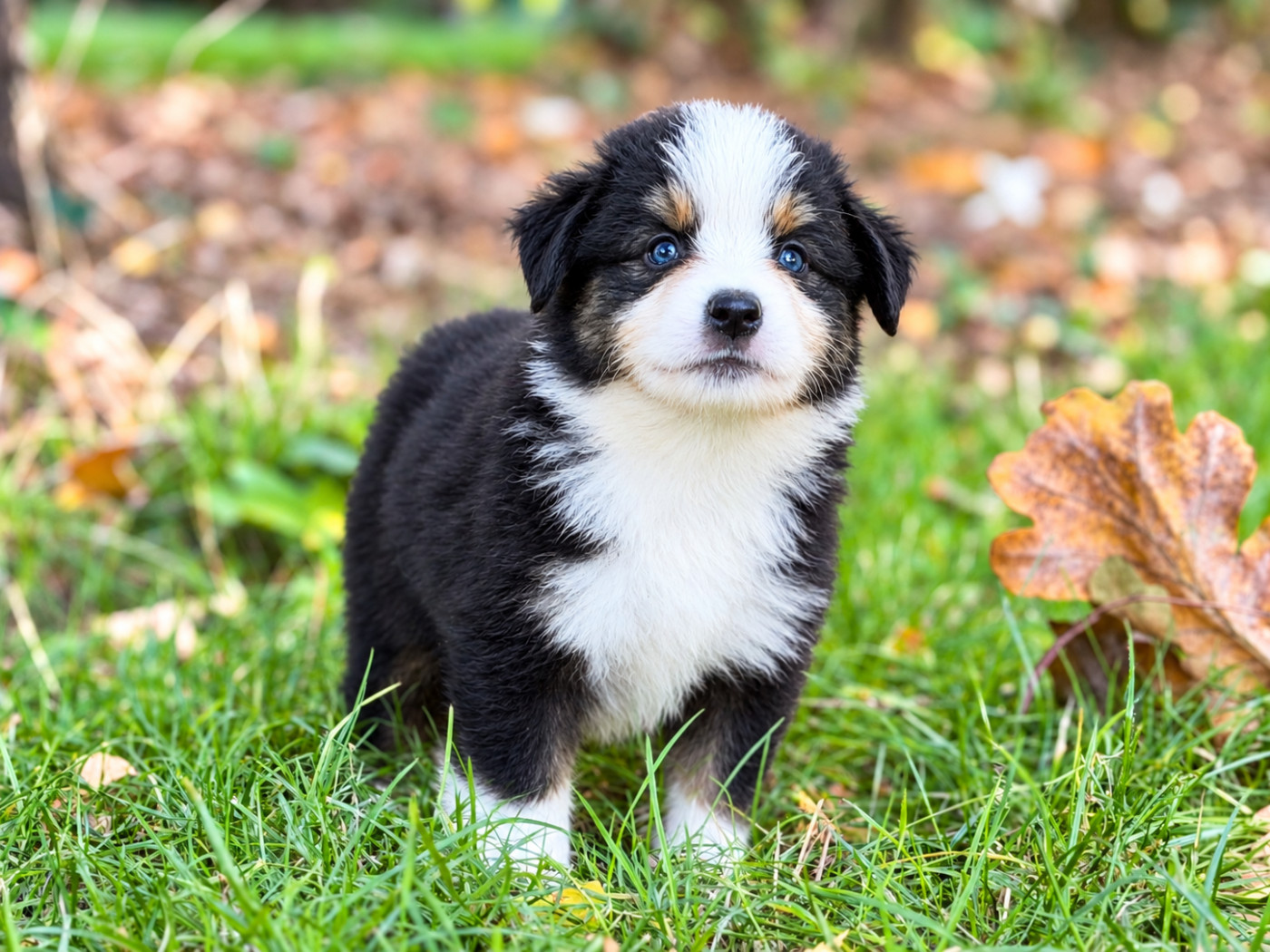 Des Plaines De Barbizon - Chiots disponibles - Berger Américain Miniature 