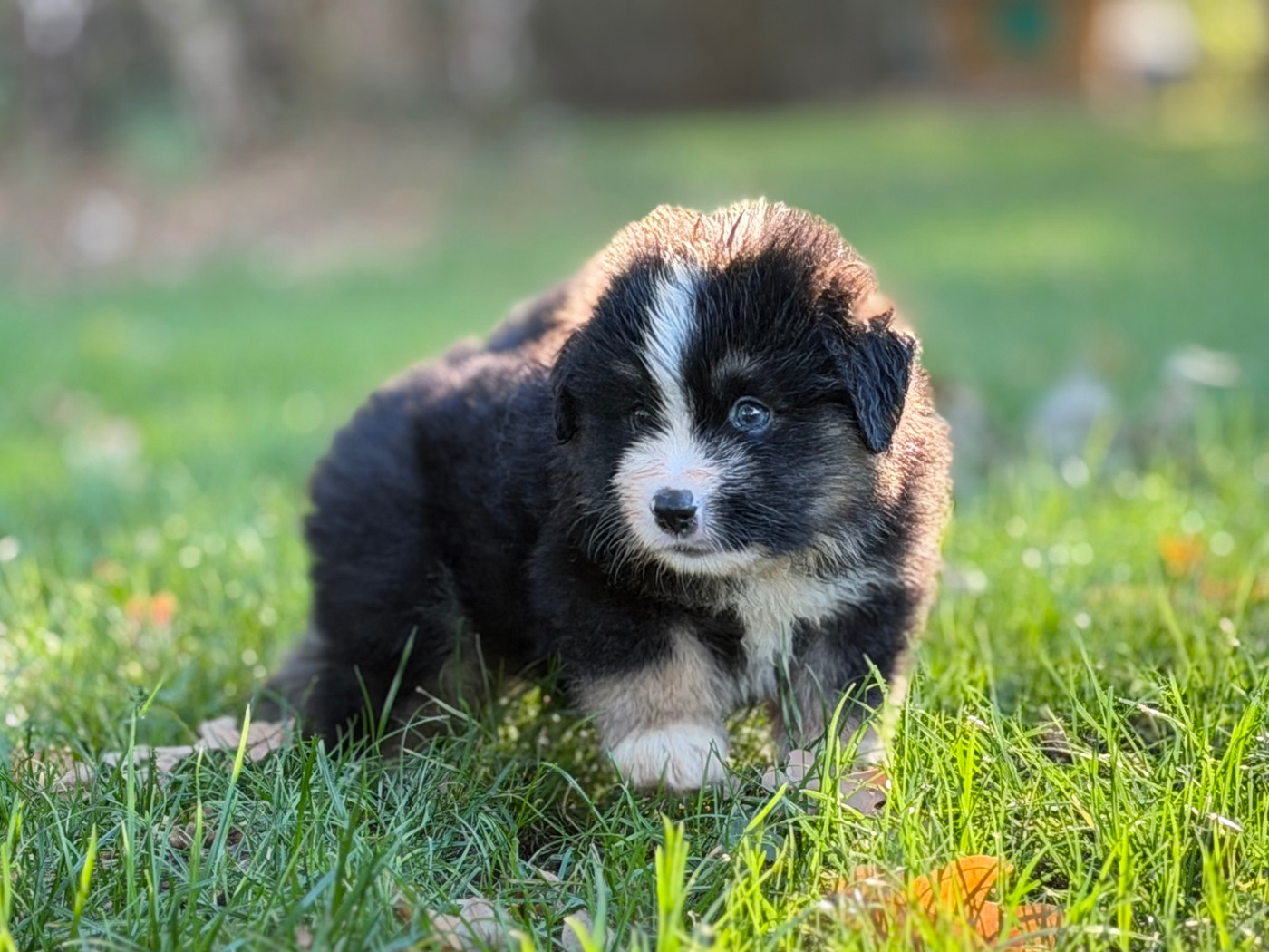 Des Plaines De Barbizon - Chiots disponibles - Berger Américain Miniature 