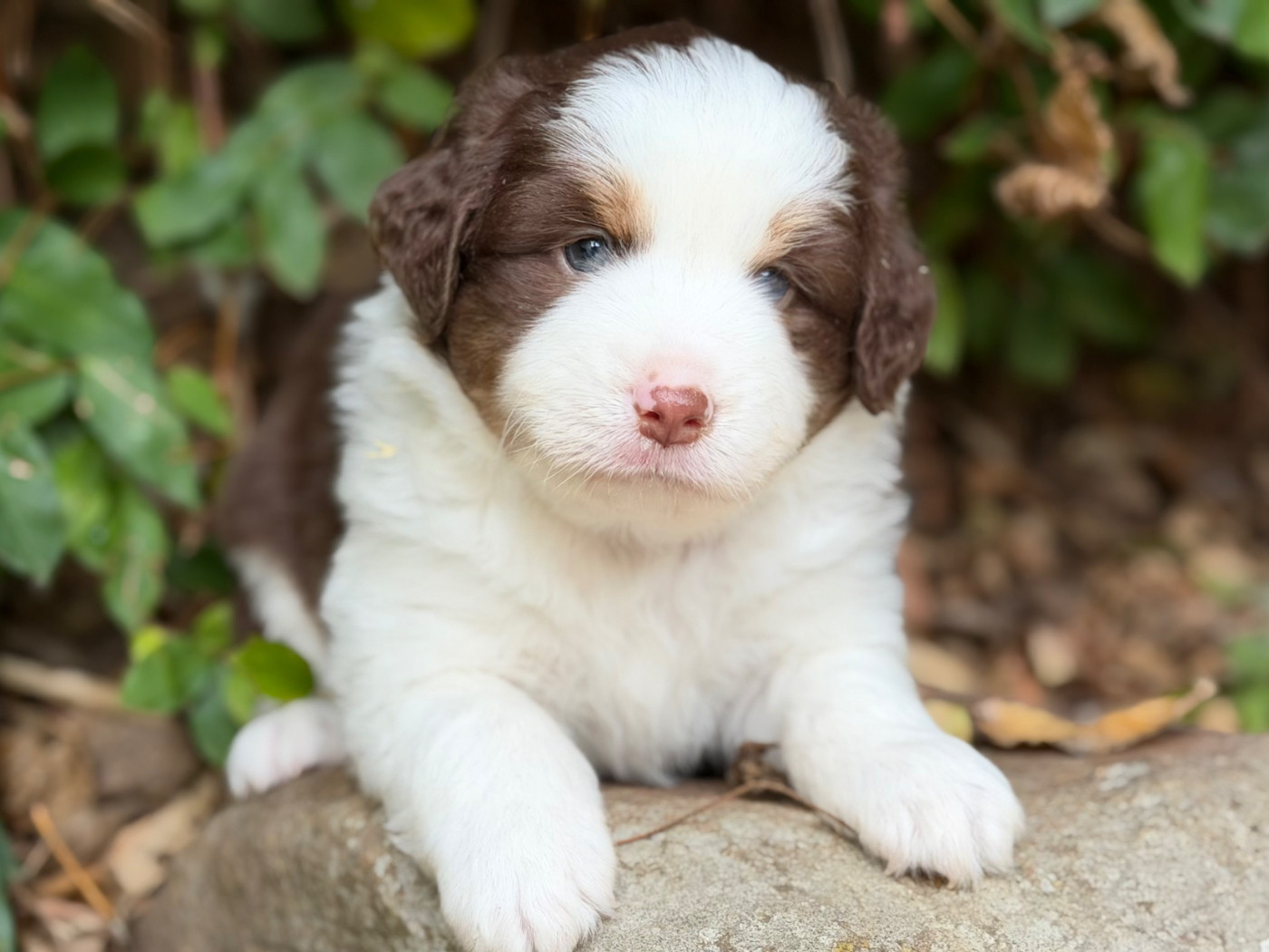 Des Plaines De Barbizon - Chiots disponibles - Berger Américain Miniature 