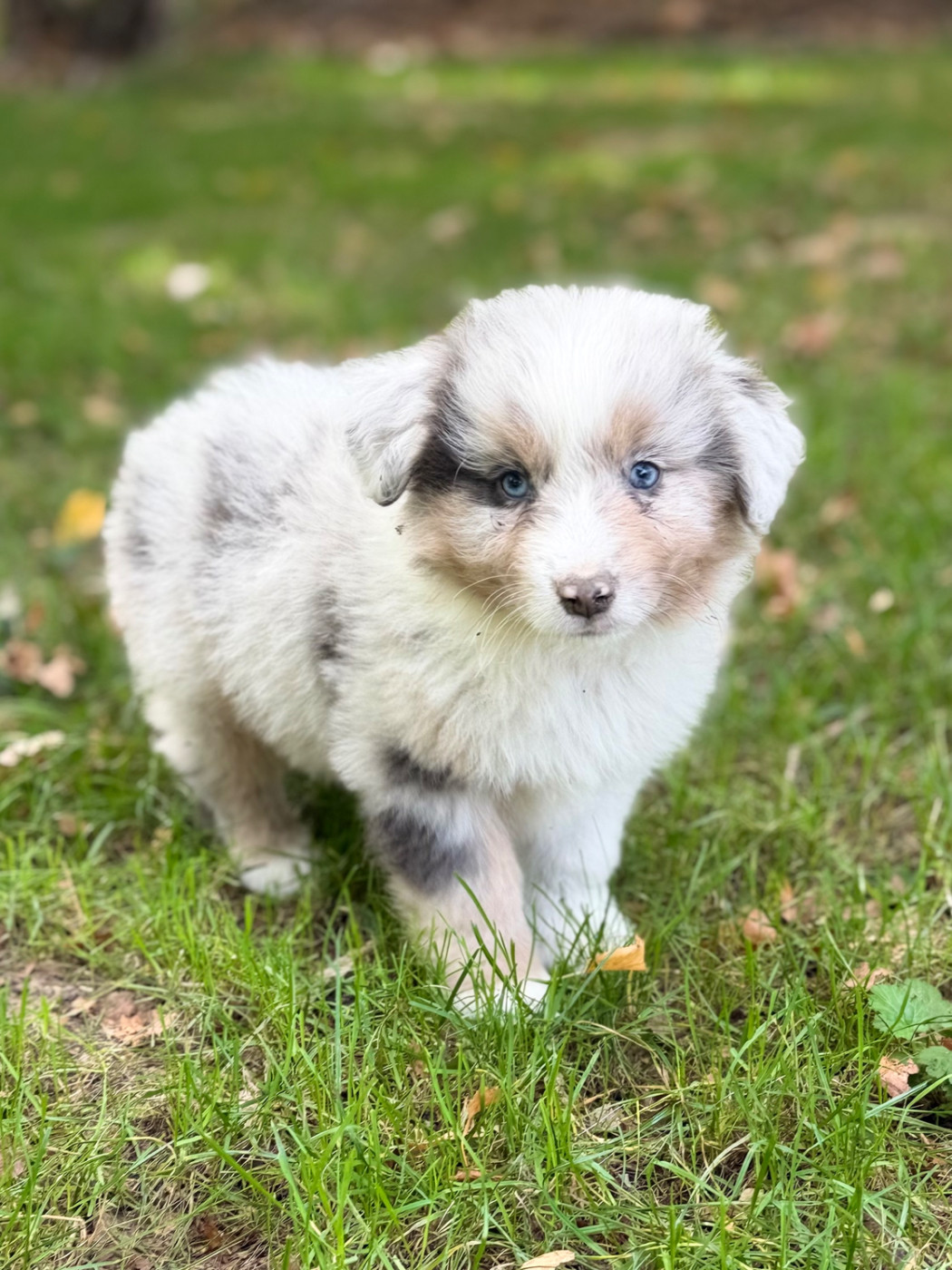 Des Plaines De Barbizon - Chiots disponibles - Berger Américain Miniature 