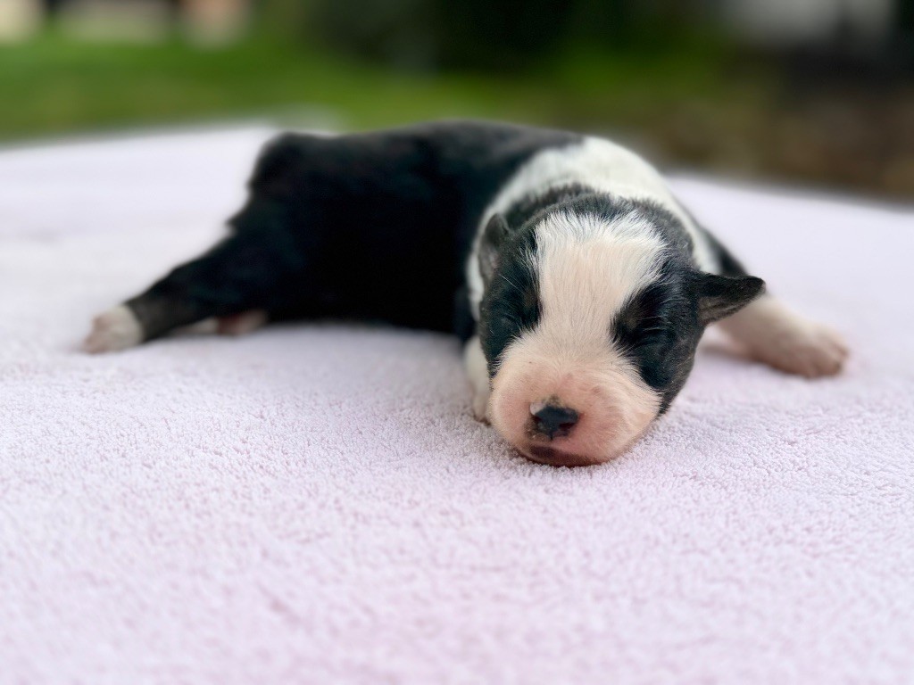 Des Plaines De Barbizon - Chiots disponibles - Berger Américain Miniature 