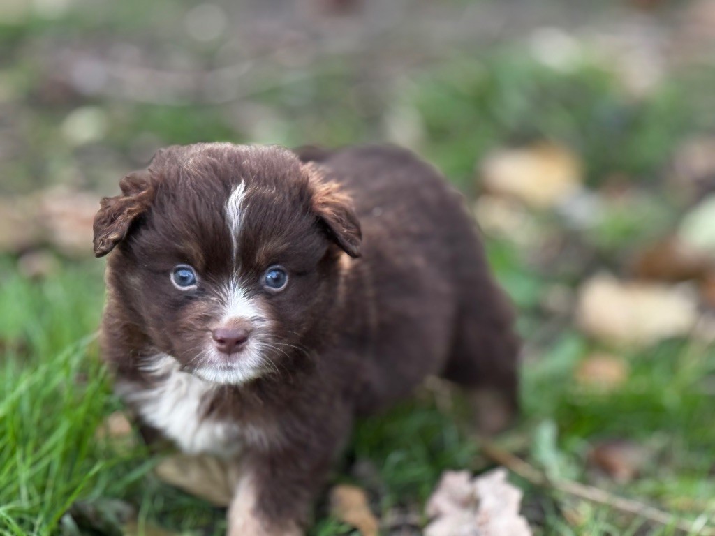 Des Plaines De Barbizon - Chiots disponibles - Berger Américain Miniature 
