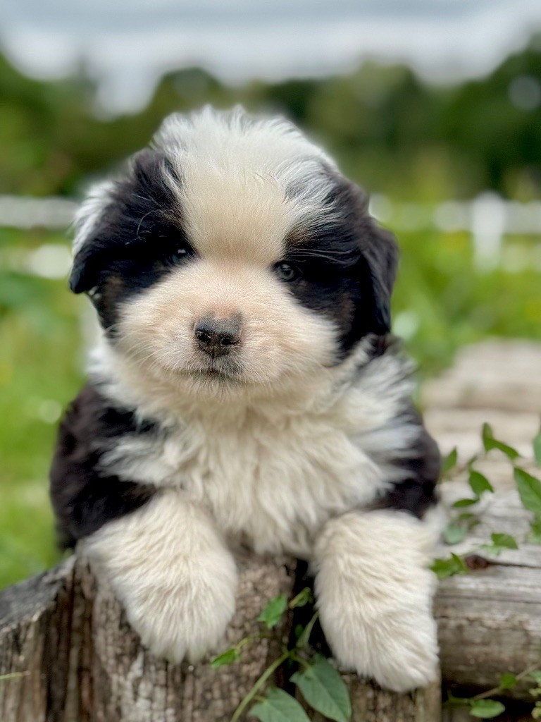 Des Plaines De Barbizon - Chiots disponibles - Berger Américain Miniature 