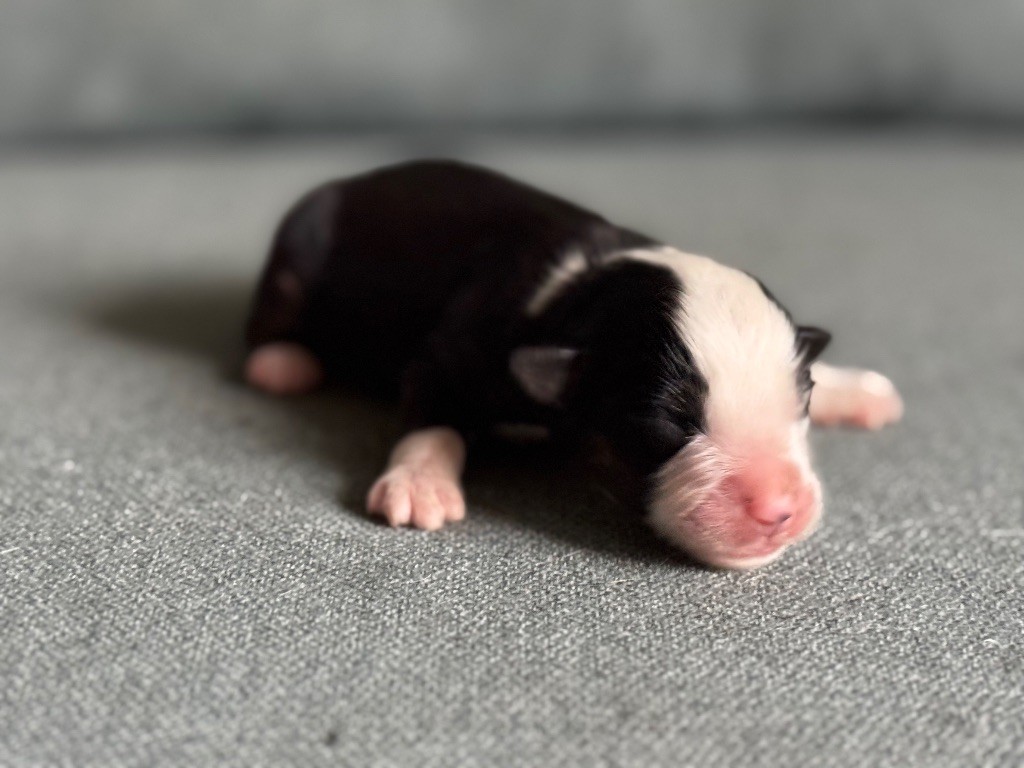 Des Plaines De Barbizon - Chiots disponibles - Berger Américain Miniature 