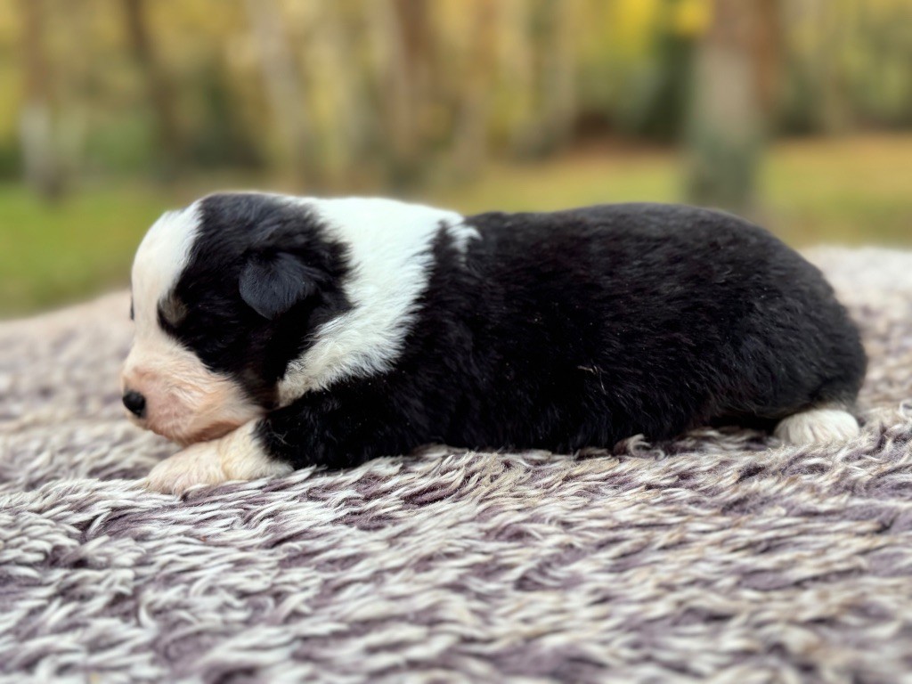 Des Plaines De Barbizon - Chiots disponibles - Berger Américain Miniature 