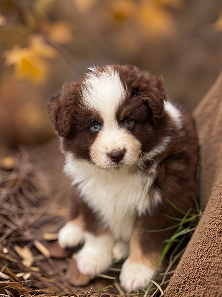 Des Plaines De Barbizon - Chiots disponibles - Berger Américain Miniature 