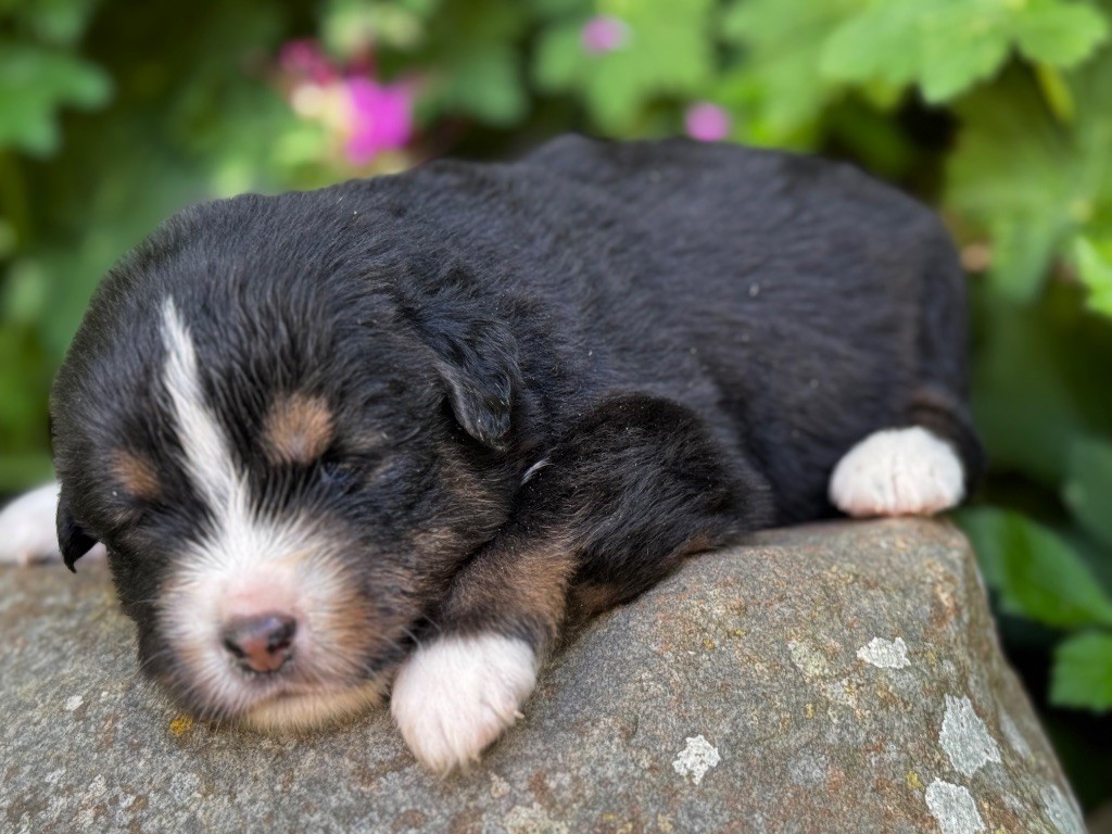 Des Plaines De Barbizon - Chiots disponibles - Berger Américain Miniature 