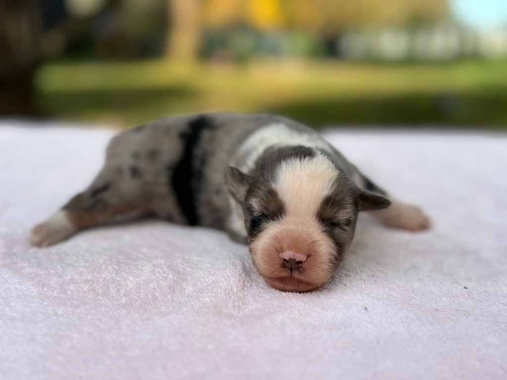 Des Plaines De Barbizon - Chiots disponibles - Berger Américain Miniature 