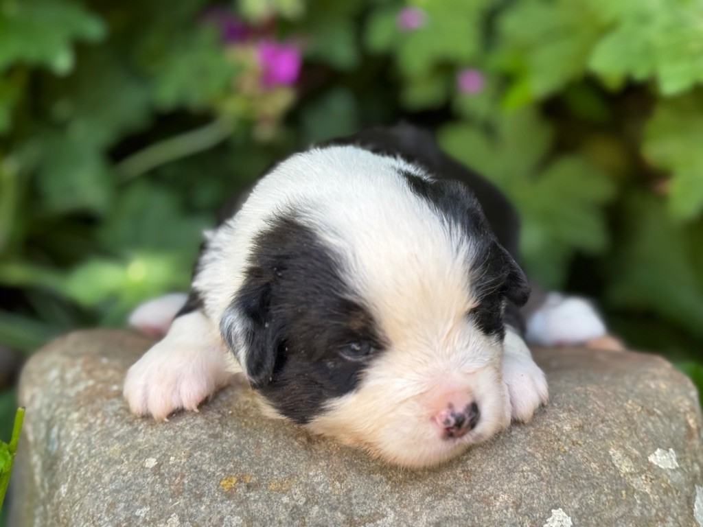 Des Plaines De Barbizon - Chiots disponibles - Berger Américain Miniature 