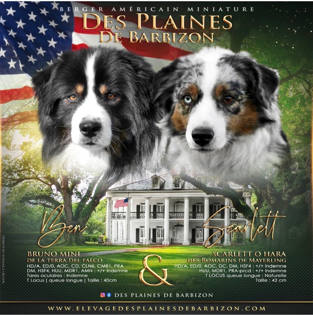 Chiot Berger Américain Miniature  Des Plaines De Barbizon