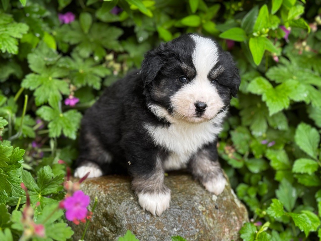 Des Plaines De Barbizon - Chiots disponibles - Berger Américain Miniature 