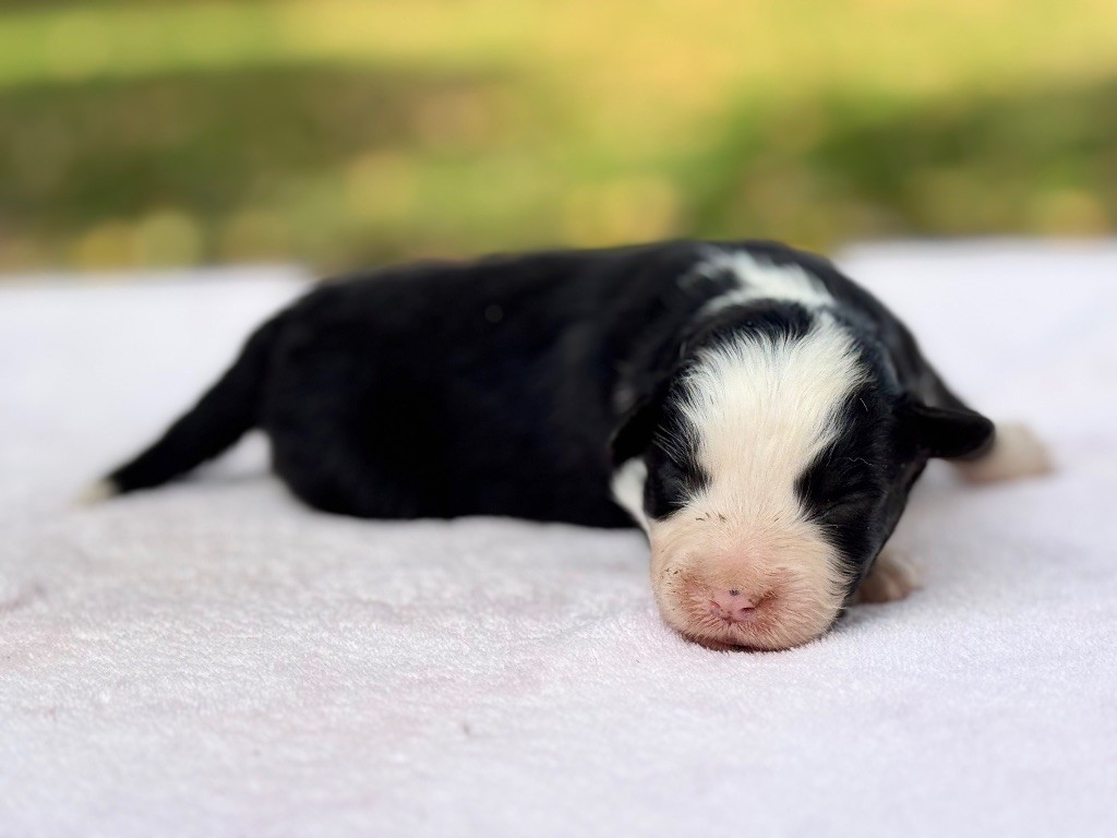 Des Plaines De Barbizon - Chiots disponibles - Berger Américain Miniature 