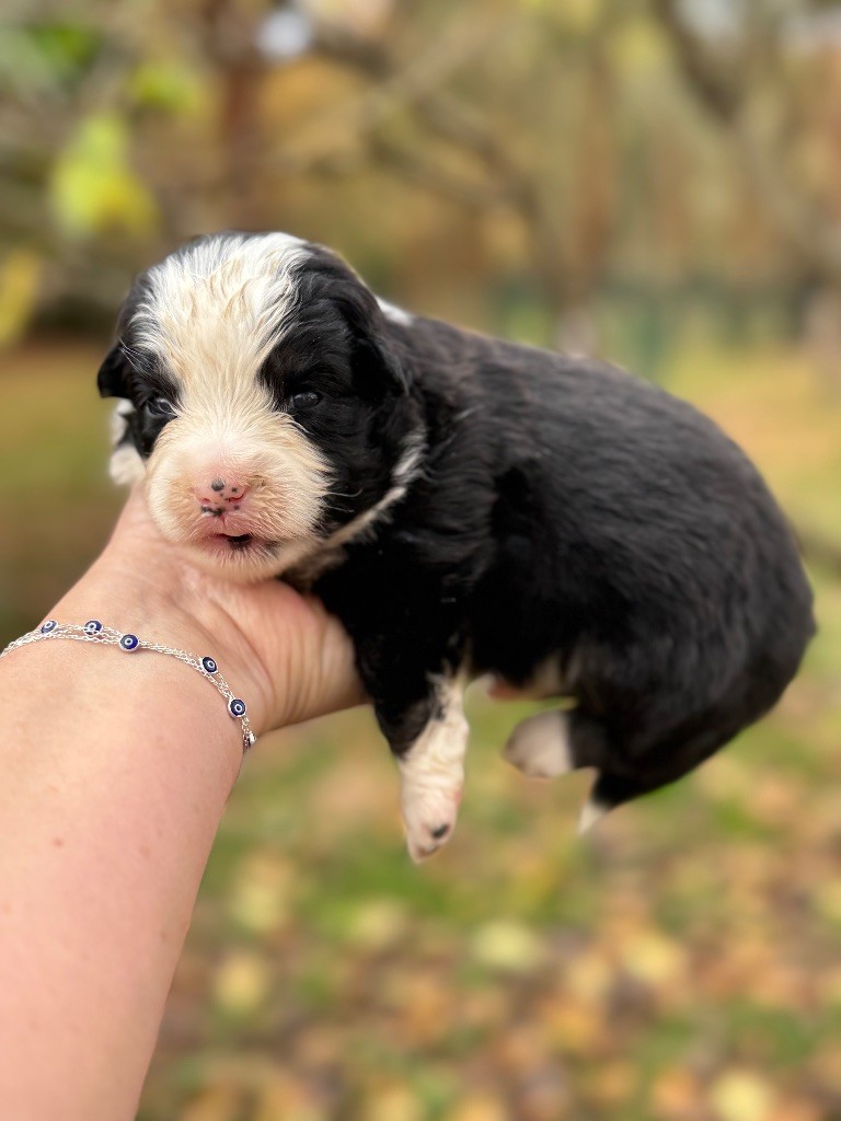 Des Plaines De Barbizon - Chiots disponibles - Berger Américain Miniature 