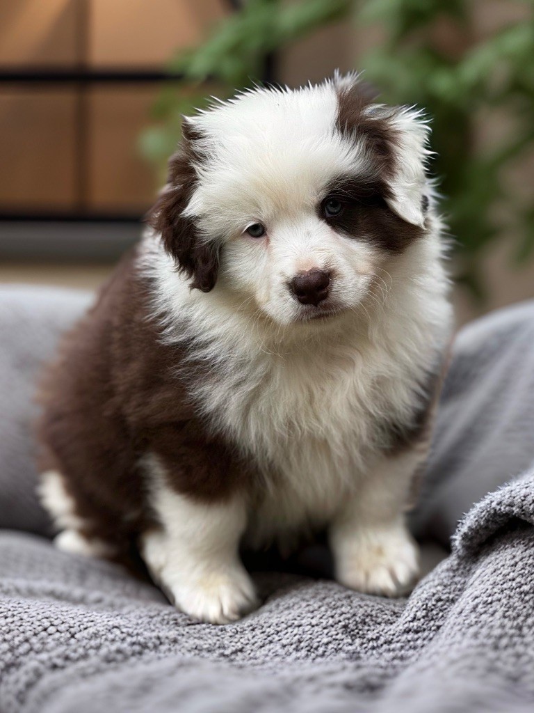 Des Plaines De Barbizon - Chiots disponibles - Berger Américain Miniature 