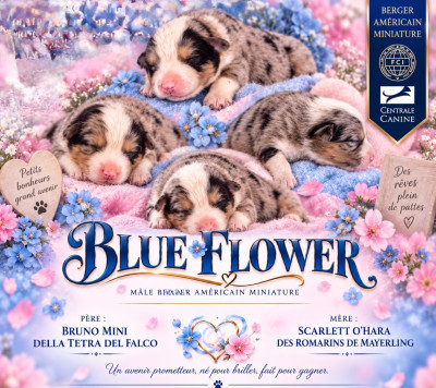 Blue flower