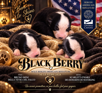 BLACK BERRY