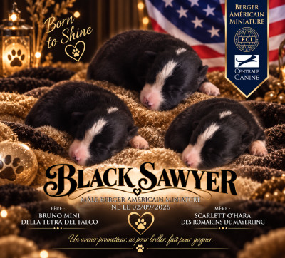 Black Sawyer