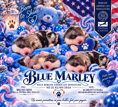 BLUE MARLOW