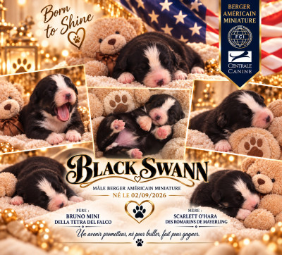 Black swann