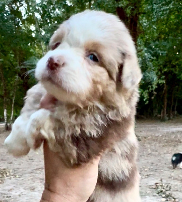 Rouge merle 