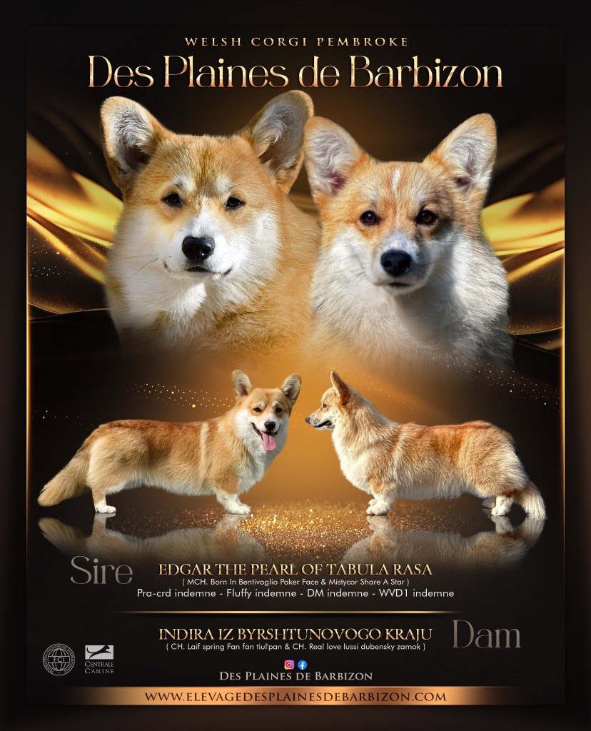Chiot Welsh Corgi Pembroke Des Plaines De Barbizon