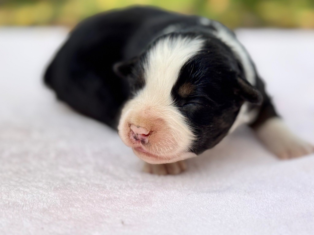 Des Plaines De Barbizon - Chiots disponibles - Berger Américain Miniature 