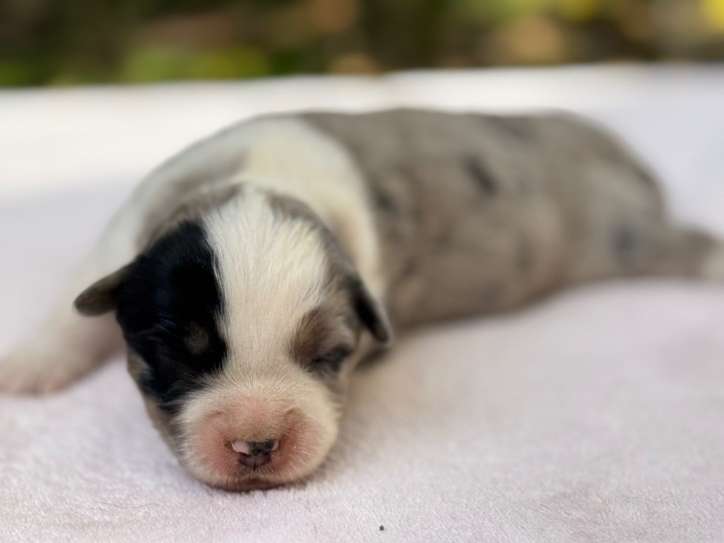 Des Plaines De Barbizon - Chiots disponibles - Berger Américain Miniature 