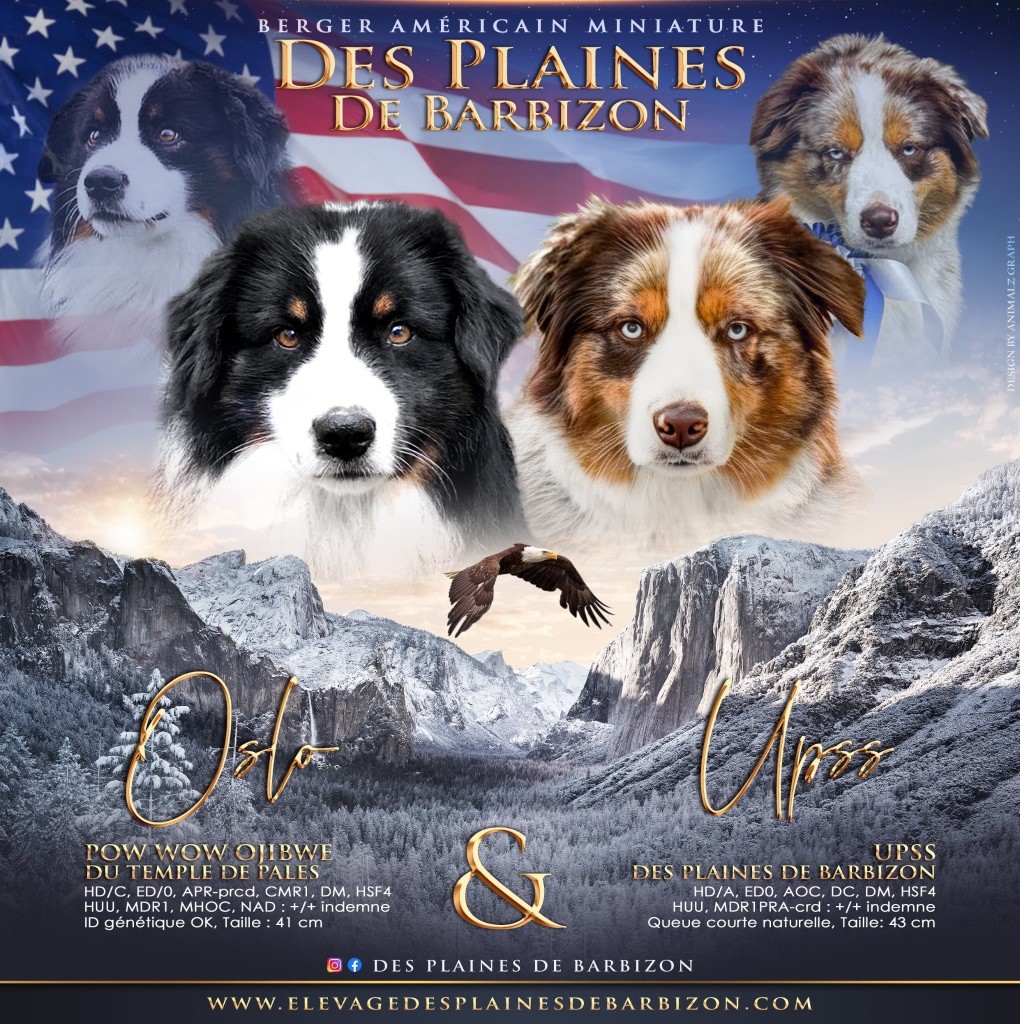 Des Plaines De Barbizon - Berger Américain Miniature  - Portée née le 25/10/2025