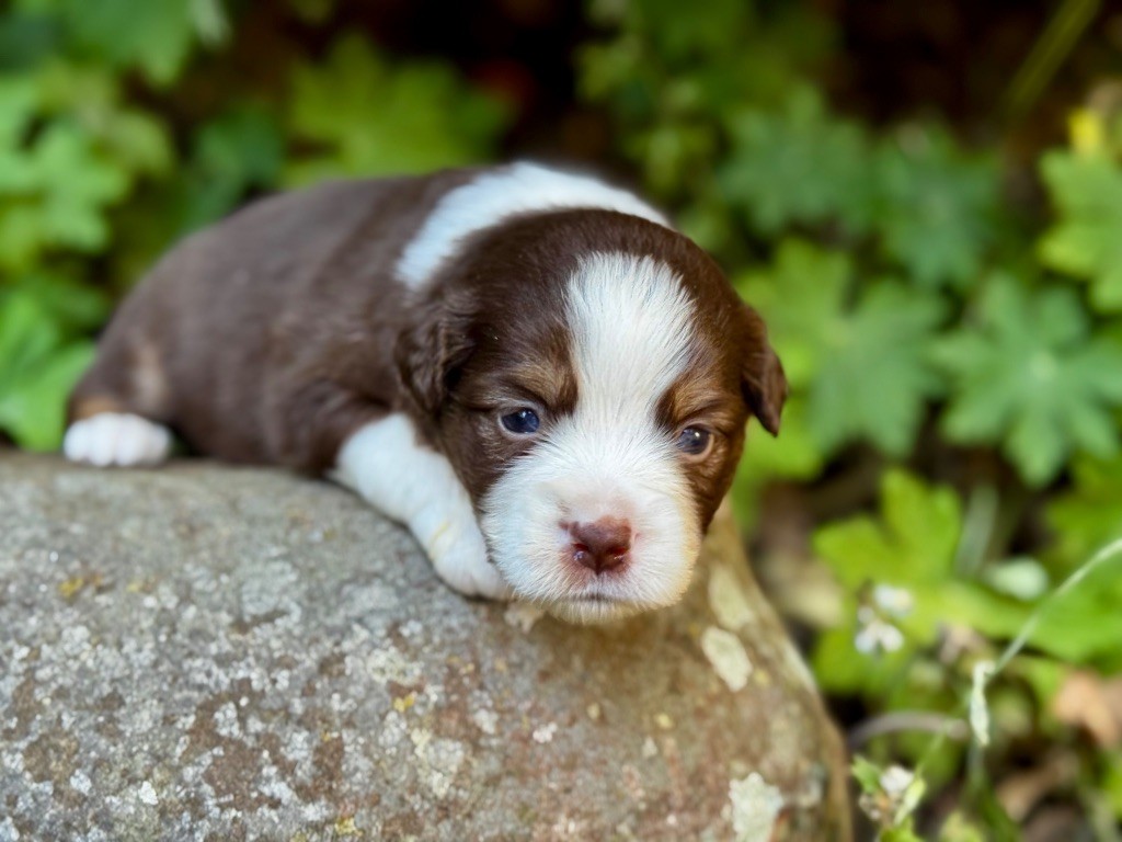 Des Plaines De Barbizon - Chiots disponibles - Berger Américain Miniature 