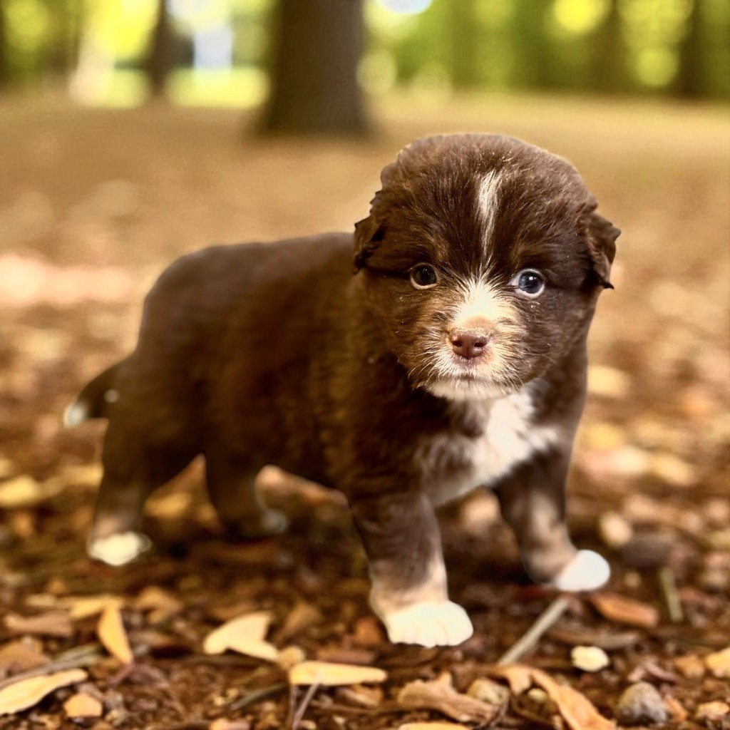 Des Plaines De Barbizon - Chiots disponibles - Berger Américain Miniature 