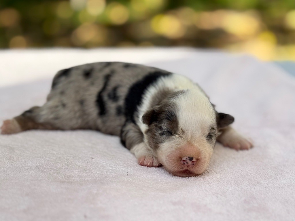 Des Plaines De Barbizon - Chiots disponibles - Berger Américain Miniature 