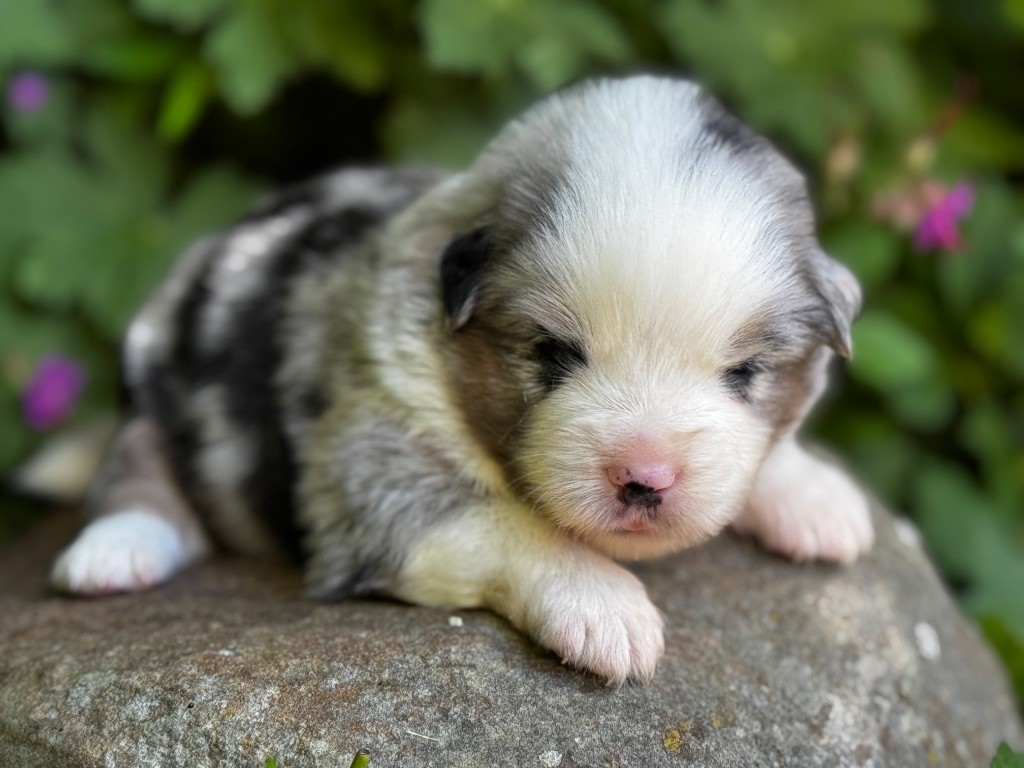 Des Plaines De Barbizon - Chiots disponibles - Berger Américain Miniature 