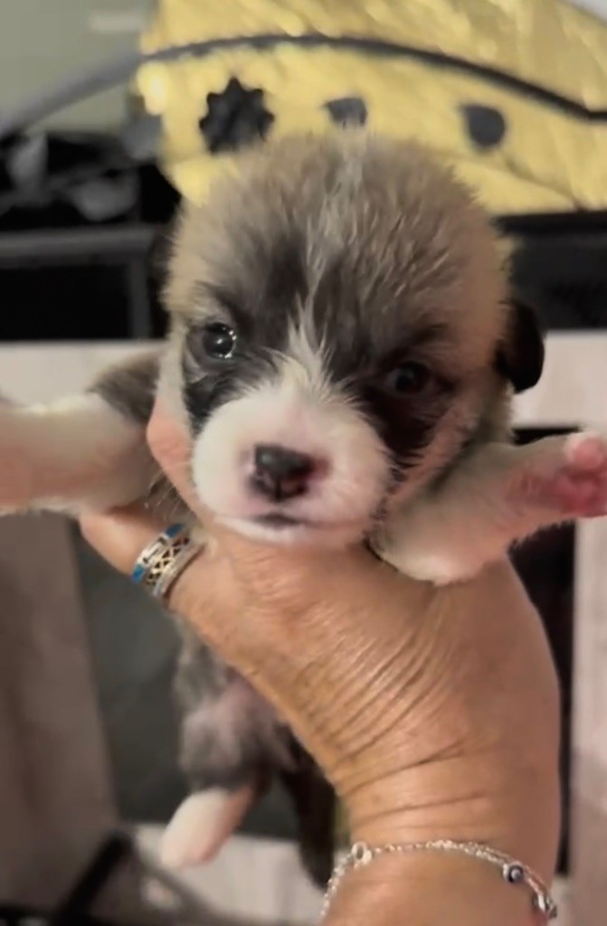 Des Plaines De Barbizon - Chiots disponibles - Welsh Corgi Pembroke
