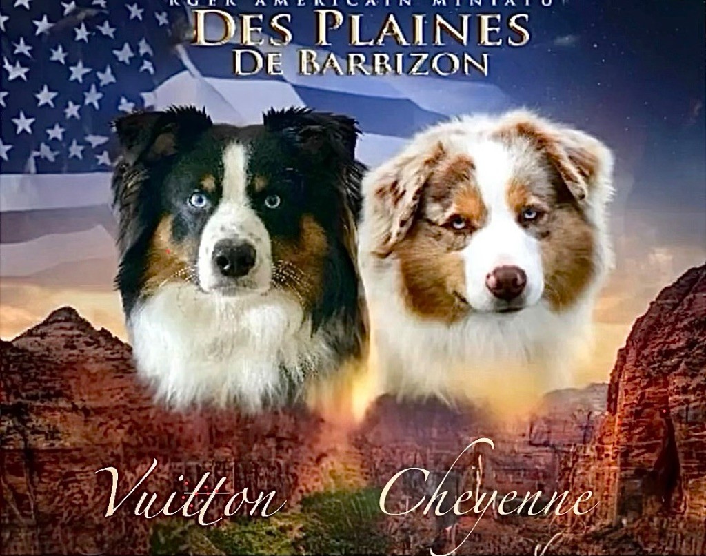 Des Plaines De Barbizon - Berger Américain Miniature  - Portée née le 23/10/2025