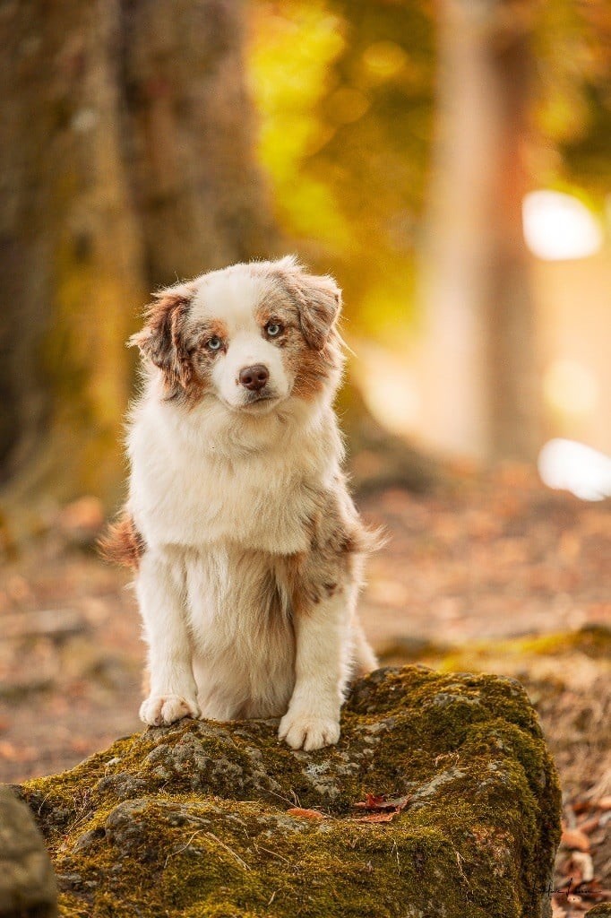 Chiot Berger Américain Miniature Des Plaines De Barbizon