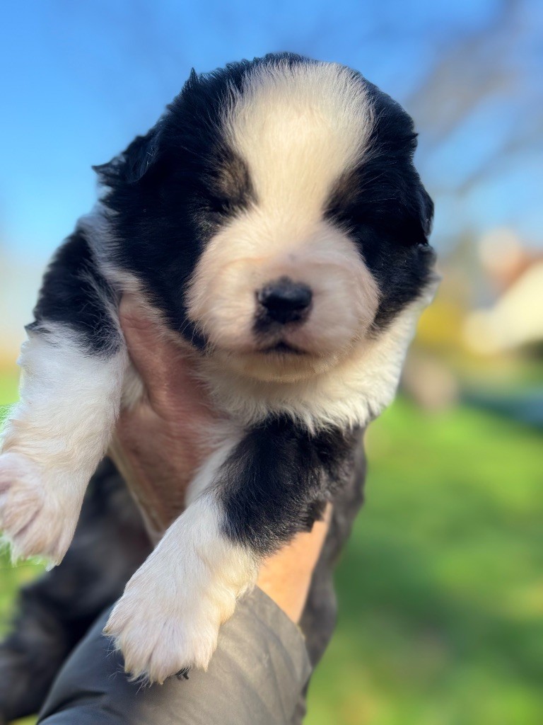 Des Plaines De Barbizon - Chiots disponibles - Berger Américain Miniature 